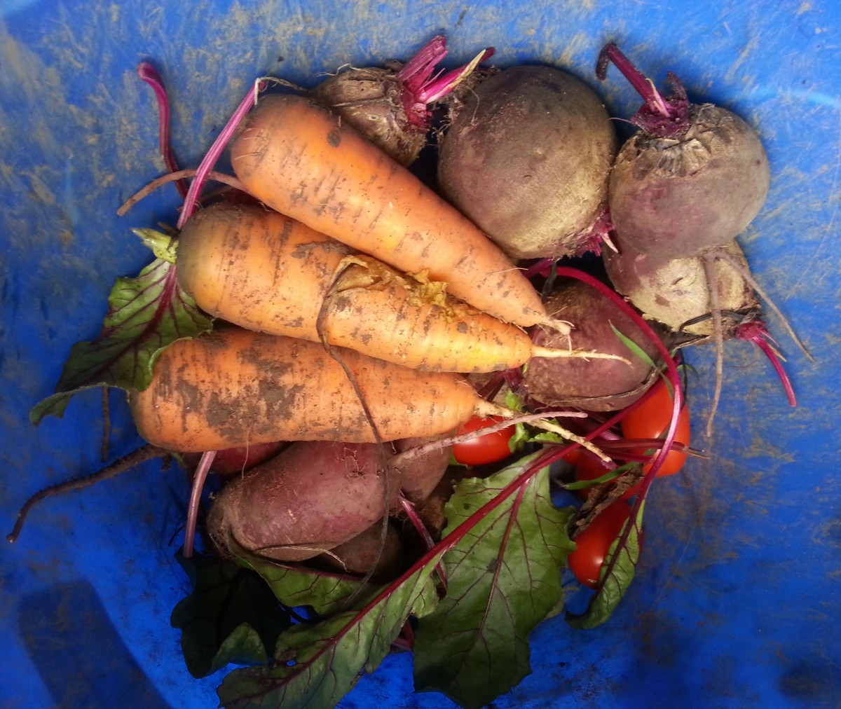 Where Do Baby Carrots Come From? The Sugar Pixie